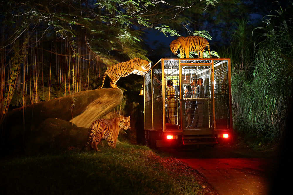 night-safari-singapore-review-singapore-night-safari-tips-night-safari-singapore-itinerary-3